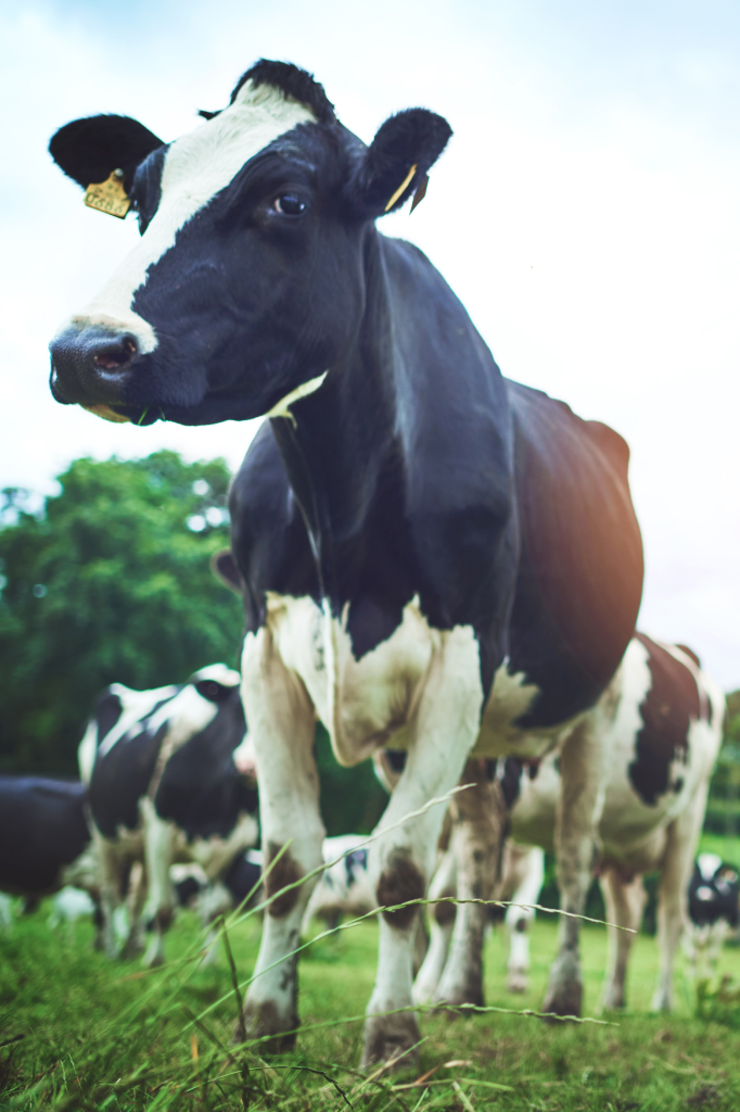 Premium Milk